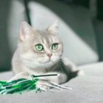 愛猫家【毎日ネイティブ英語フレーズ集♡例文と発音